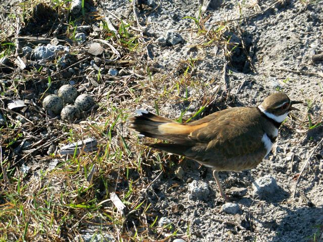 Killdeer