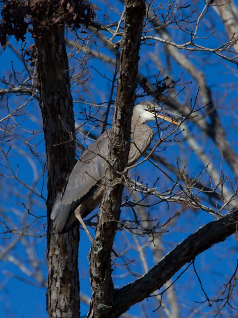 Great Blue Heron