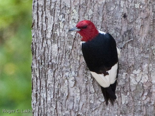 Red-headed Woodpeckers