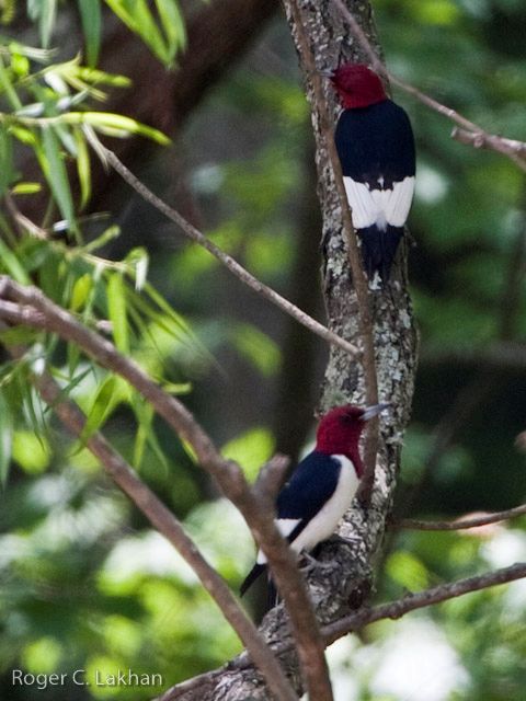 Red-headed Woodpeckers