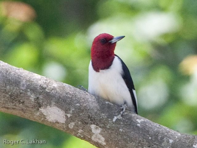 Red-headed Woodpeckers
