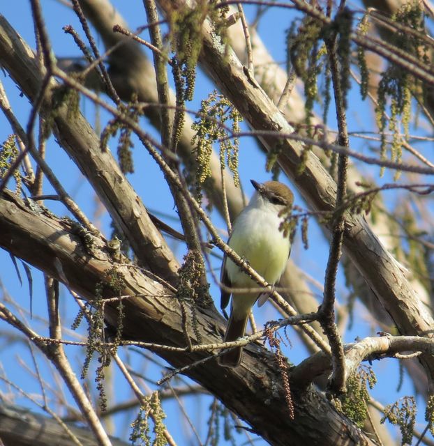Ash-throated Flycatcher