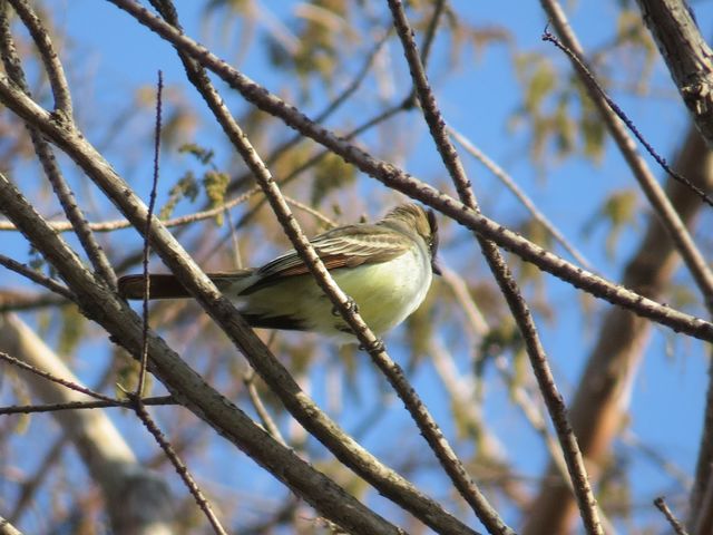 Ash-throated Flycatcher