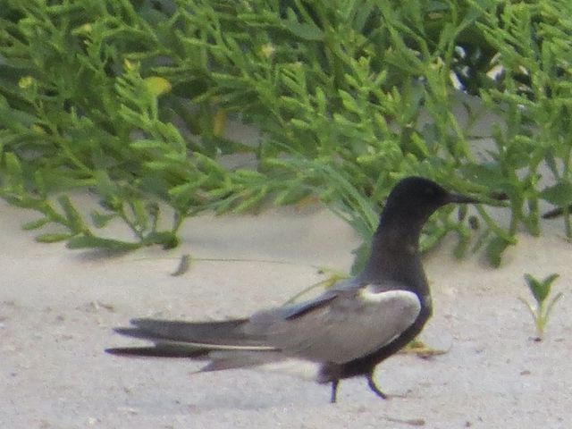 Black Tern