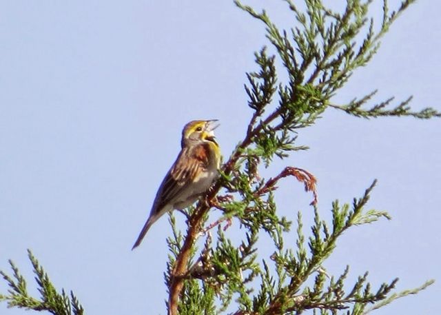 Dickcissel