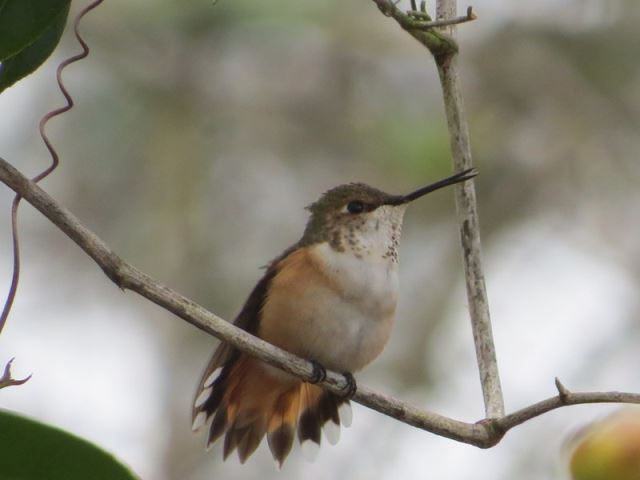 Rufous/Allen's hummingbird