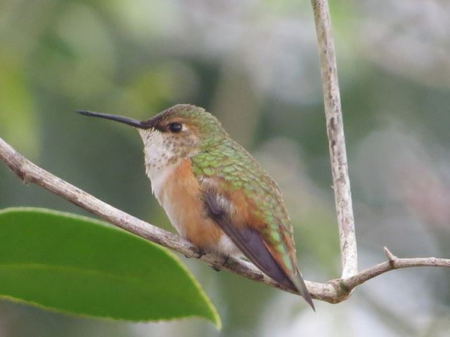Rufous/Allen's hummingbird