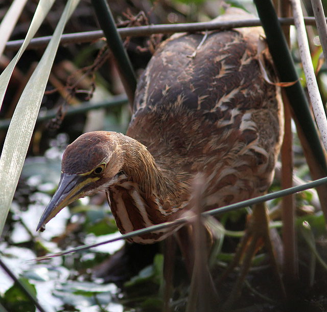 American Bittern