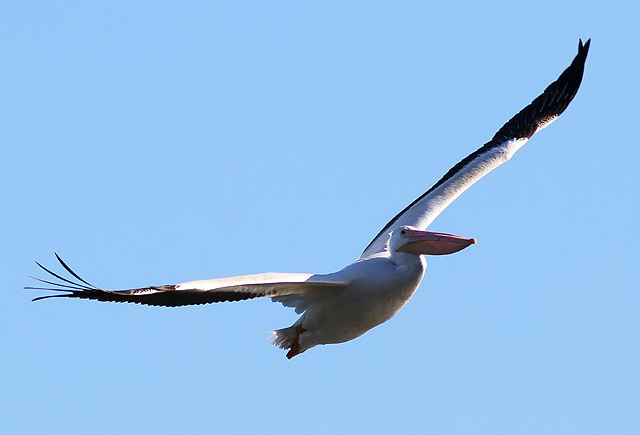 American White Pelican
