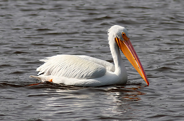 American White Pelican