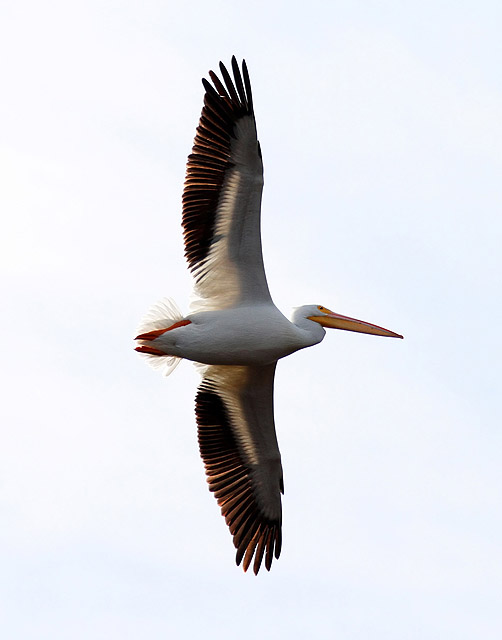 American White Pelican