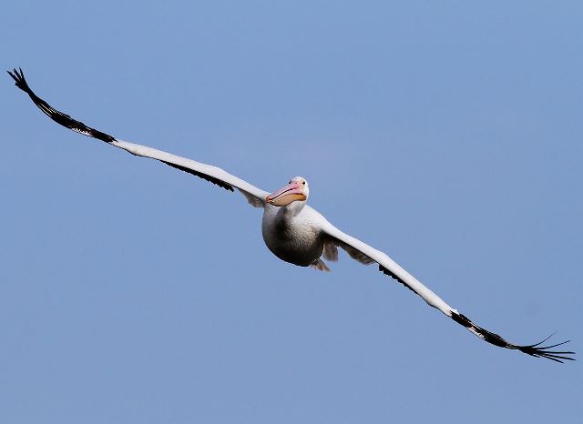 American White Pelicans