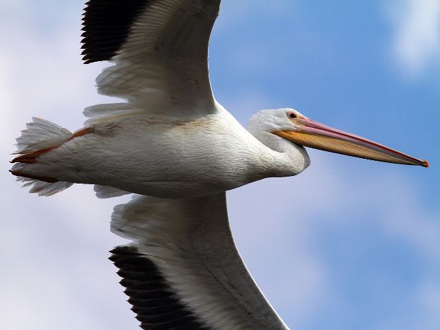 American White Pelicans