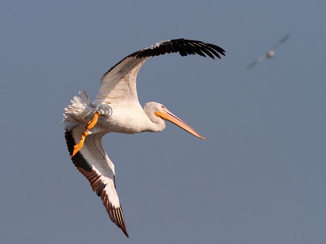 American White Pelicans