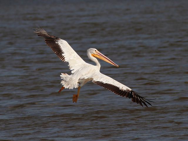 American White Pelicans
