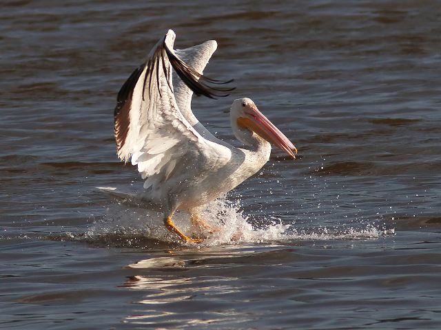 American White Pelicans