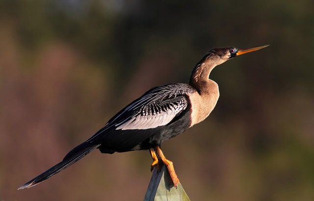 Anhinga