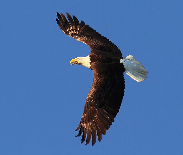 Bald Eagles and Osprey