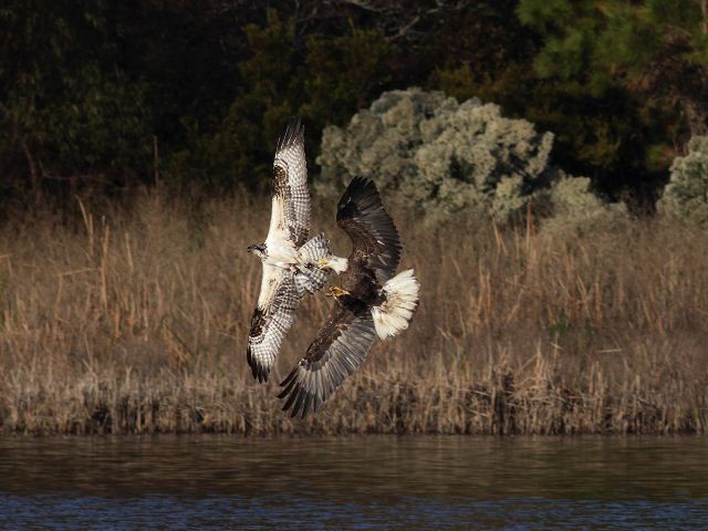 Bald Eagle