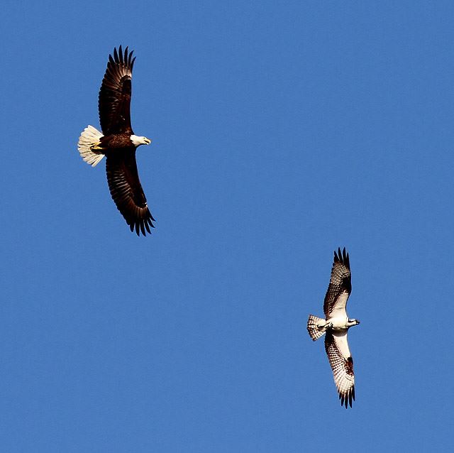 Bald Eagles and Osprey
