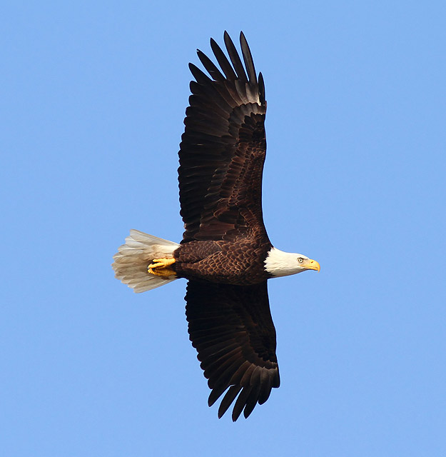 Bald Eagle