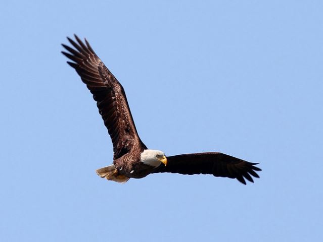 Bald Eagle