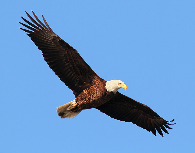 Bald Eagle