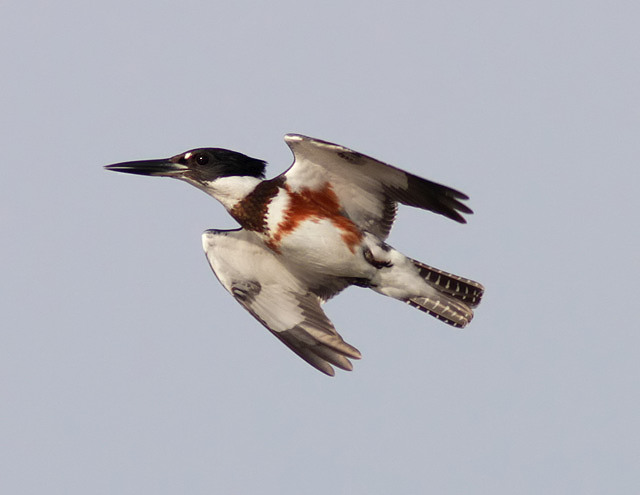 Belted Kingfisher