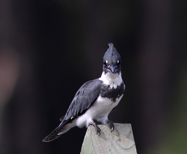 Belted Kingfisher