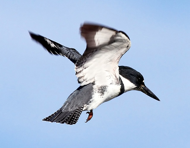 Belted Kingfisher