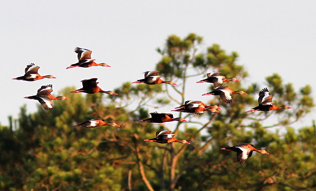 Black-bellied Whistling-Ducks
