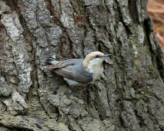 Brown-headed Nuthatch