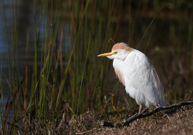 Western Cattle-Egret