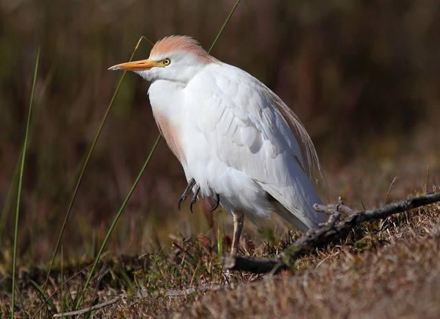 Western Cattle-Egret