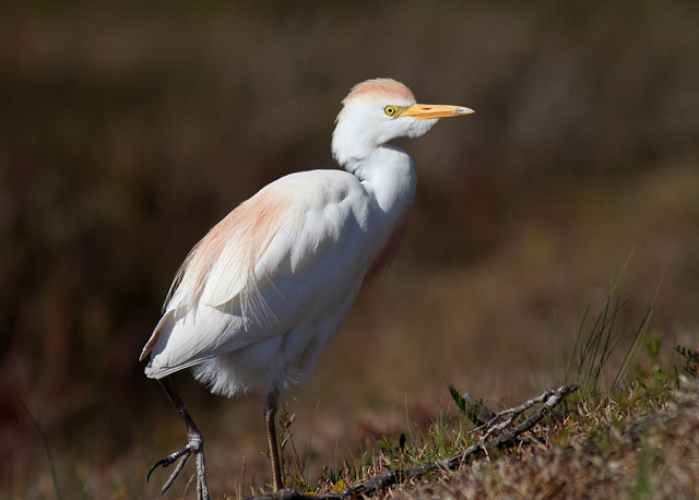 Western Cattle-Egret