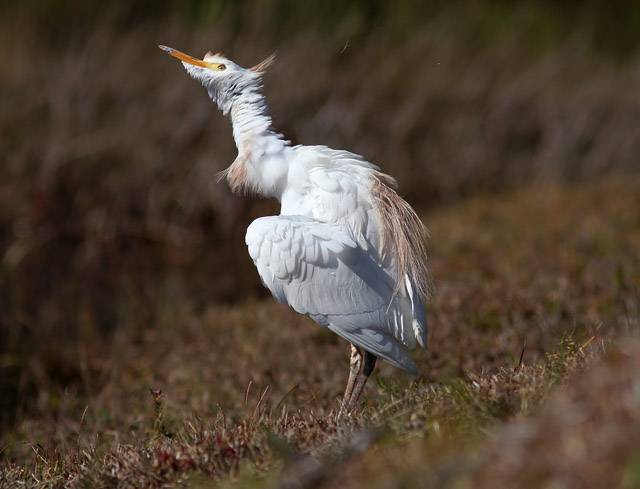 Western Cattle-Egret