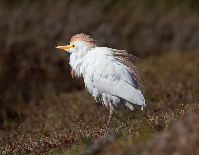 Western Cattle-Egret
