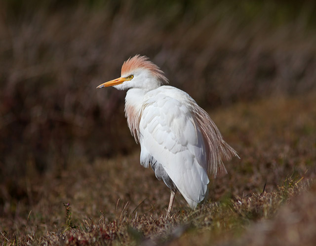 Western Cattle-Egret
