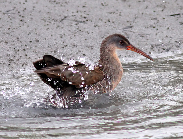 Clapper Rail