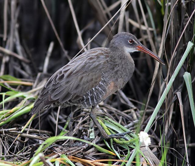 Clapper Rail