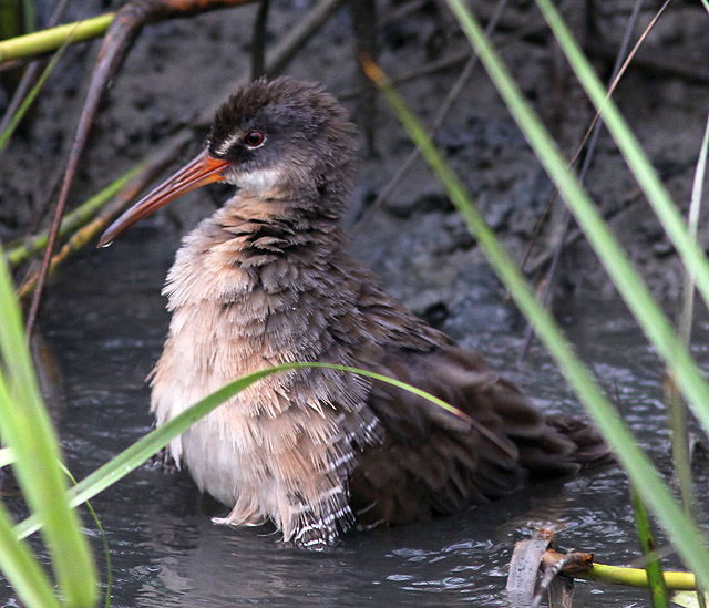 Clapper Rail