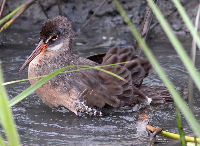 Clapper Rail