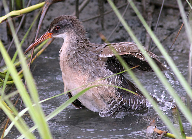 Clapper Rail