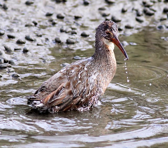 Clapper Rail