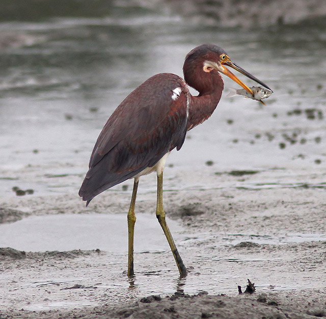 tricolored-heron