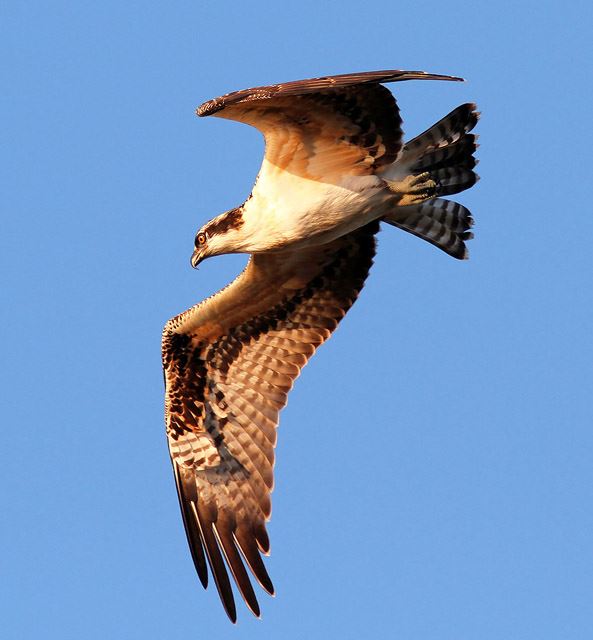 Ospreys
