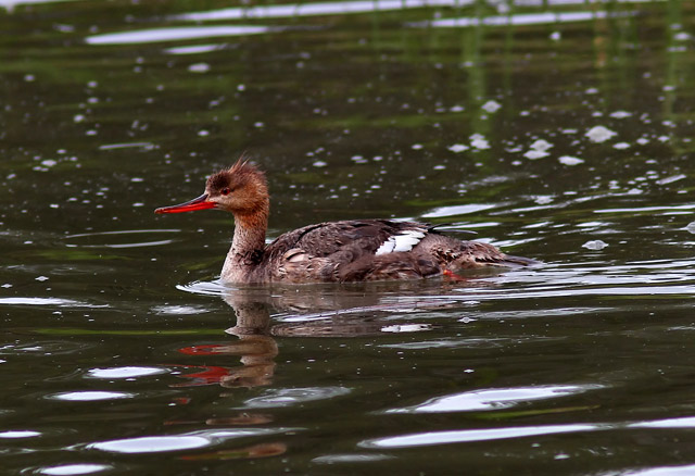 Red-breasted Merganser