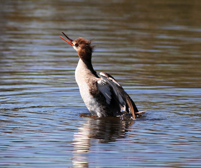 Red-breasted Merganser
