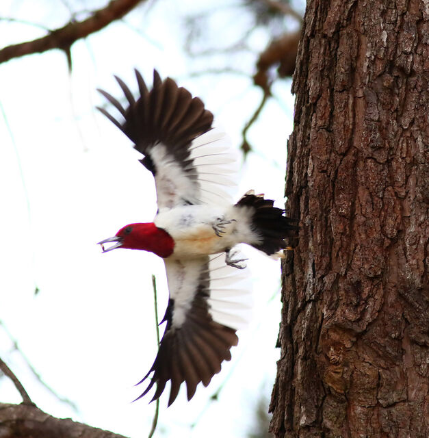Red-headed Woodpecker