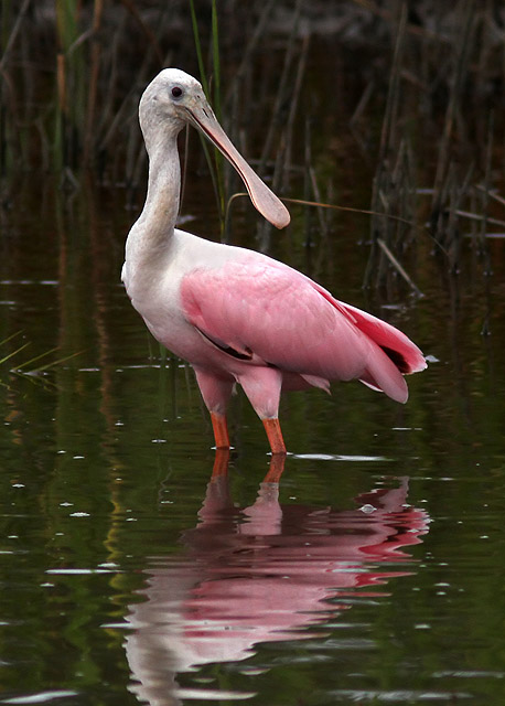 Roseate Spoonbills